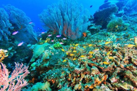 Bali 2-Day Overnight Escape: Menjangan Snorkeling & North Bali Highlights Tour
